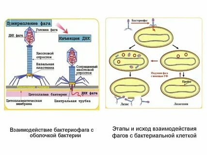Геном бактериофага