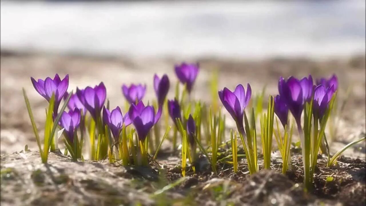 Первоцветы (подснежники, крокусы, гиацинты). Подснежники хмао. Первоцветы подснежники крокусы. Фрезия первоцвет. Ранние весенние цветы.
