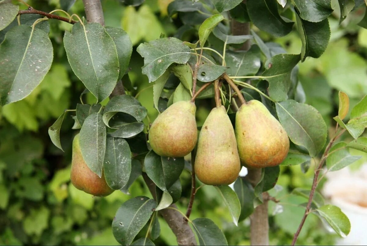 Груша кустарник. Груша обыкновенная (pyrus communis). pyrus communis дерево. груша &quot;чижовская&quot;, pyrus communis. груша. (pear tree) williams.
