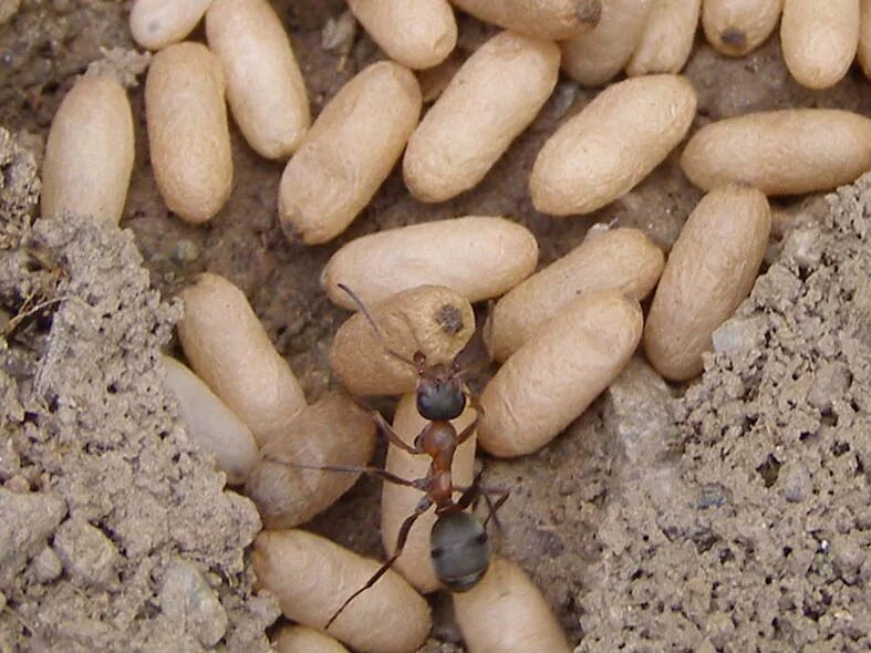 Личинка муравья мессор структор. Myrmecia pavida. Муравьи яйца личинки куколки. Муравьиные личинки. Личинки муравья листореза.