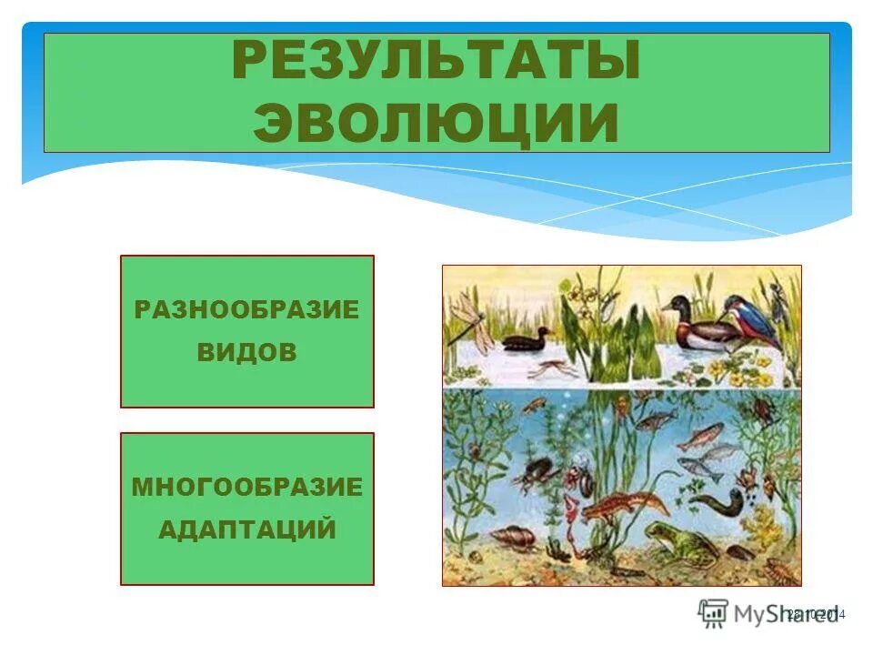 Видовое разнообразие реки