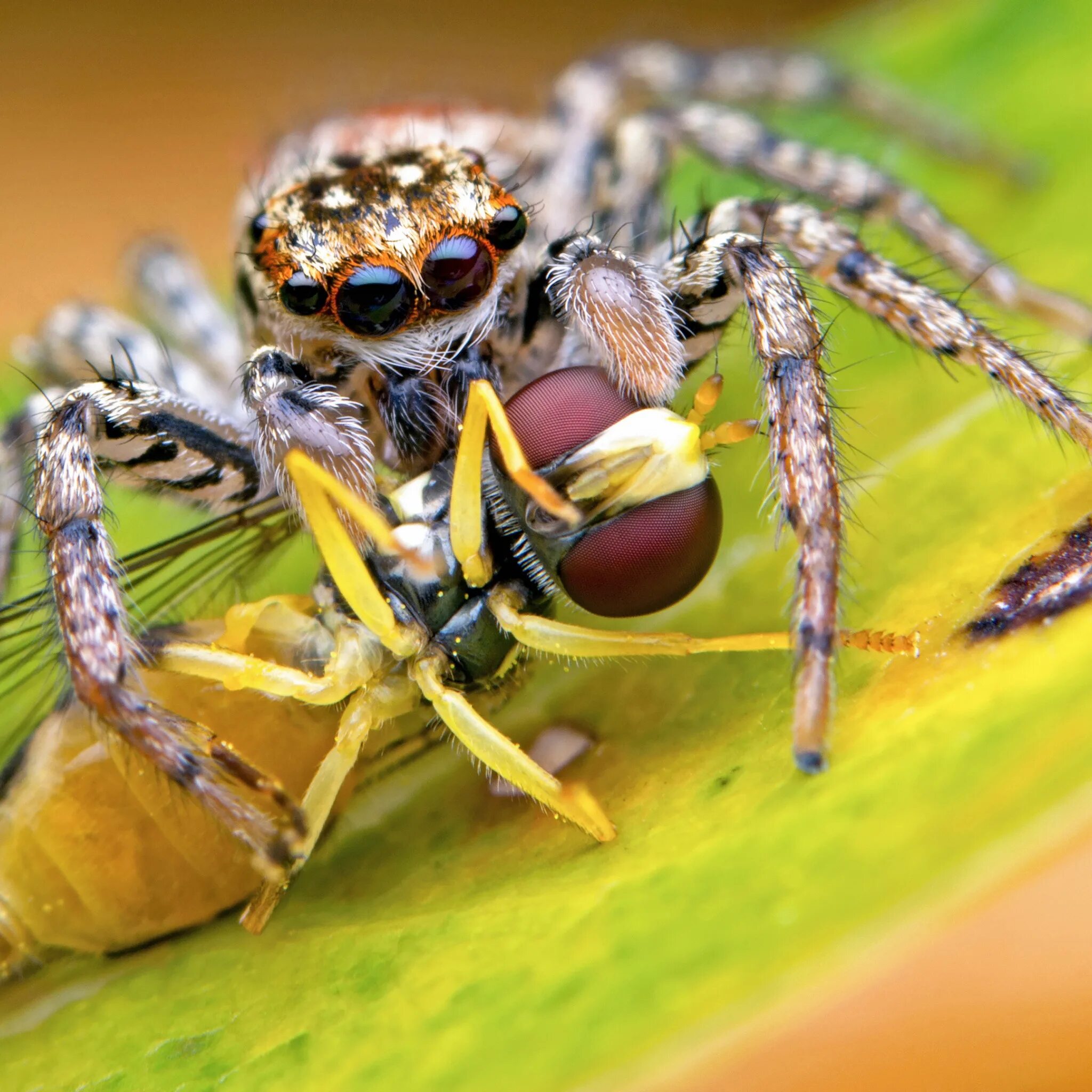 Хищный паук. Паук аргиопа брюнниха крымская. Бразильский арахнид. Плотоядный паук. Плотоядный паук.