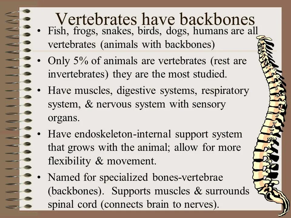 To have no backbone. Vertebrates презентация. животные vertebrates. animals with backbones. vertebrates перевод.