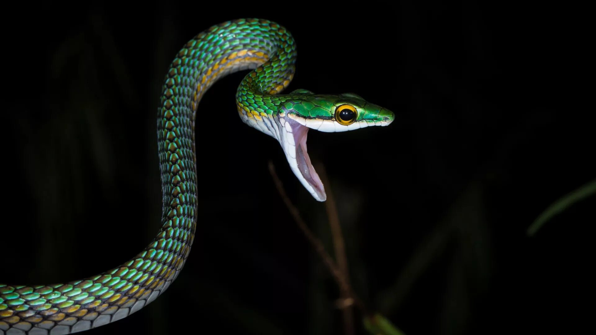 Скачай красивая кобра. Голубая куфия змея. Королевская Кобра зеленая. Малахитовая Кобра. Ночная змея.