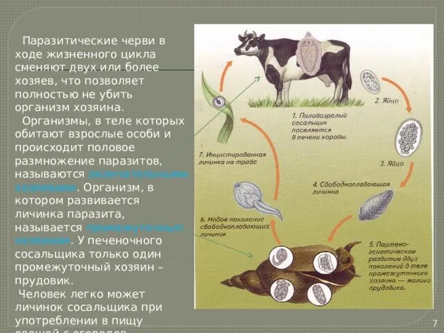 Способен переходить от паразитизма к сапротрофности. Биология цикл развития паразитических червей. Жизненный цикл паразитические черви 7 класс. Плоские черви жизненные циклы паразитов. Циклы размножения паразитических червей.