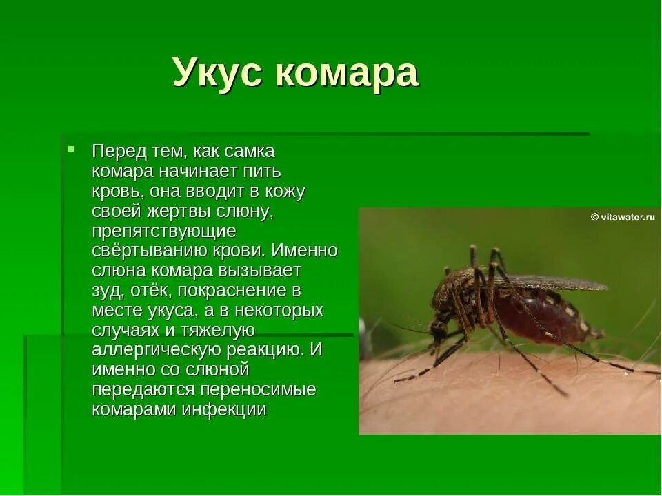 Укусы насекомых сообщение. Доклад про комара. Презентация на тему комар. Интересные факты о комарах для детей. Укусы ядовитых насекомых.