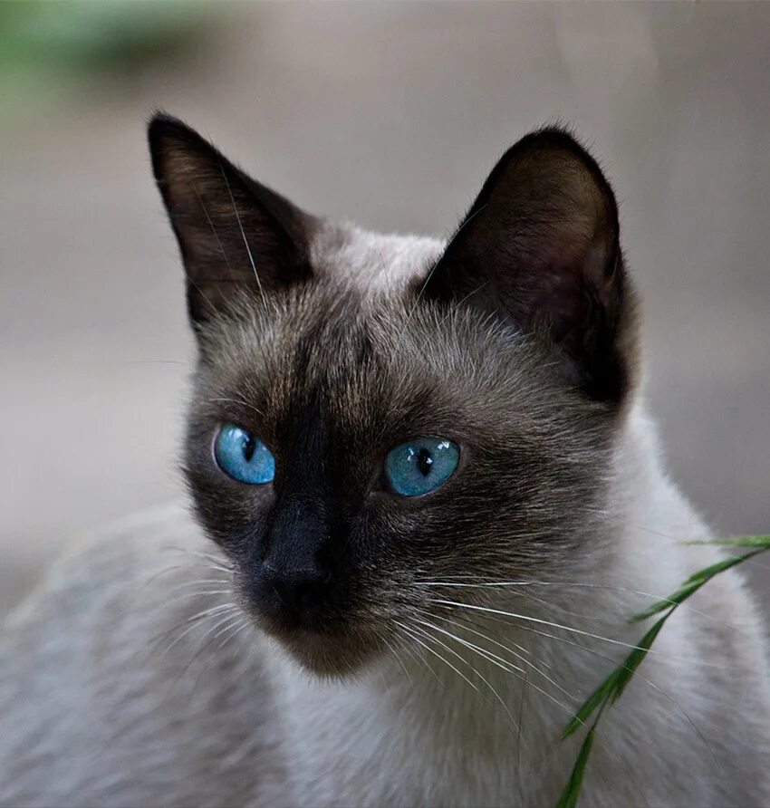 Породы котов с голубыми глазами. Порода Охос азулес. Порода кошек Охос азулес. Алтайская голубоглазка Охос азулес. Сиамская кошка.