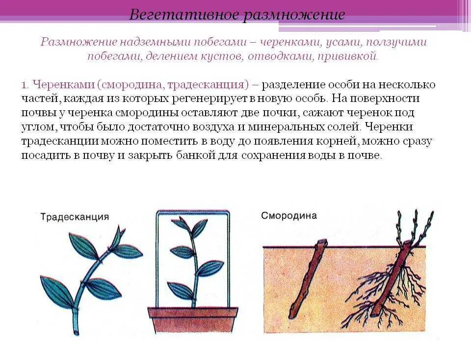 Вегетативное размножение корневыми отростками. Вегетативное размножение растений стеблевыми черенками. Вегетативное размножение побеговыми черенками. Вегетативное размножение комнатных растений стеблевыми черенками. Вегетативное размножение последовательность действий