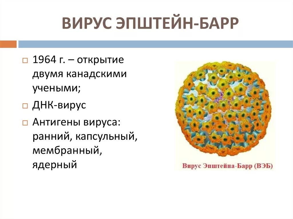 Эпштейн барр в слюне. Структура вириона вируса Эпштейна-Барр. Структура вируса Эпштейна Барра. Вирус Эпштейна-Барра симптомы. Вирус Эпштейн бара симптомы.