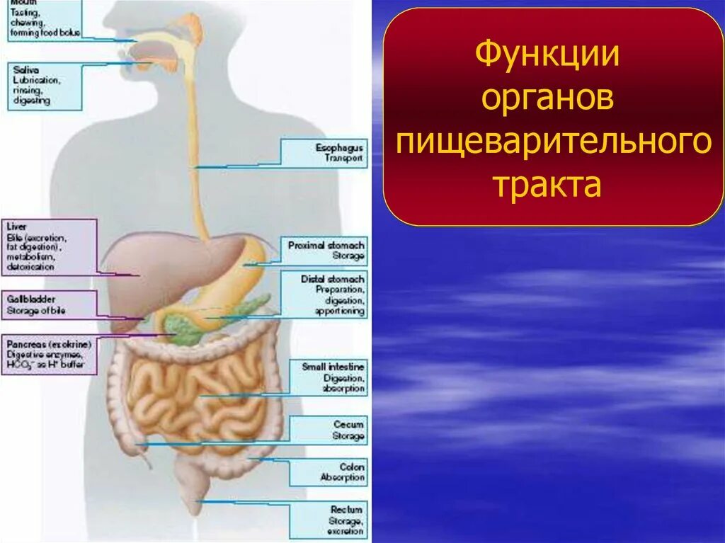 Из каких отделов состоит пищеварительный тракт. Анатомия и физиология пищеварительного тракта. Из каких частей состоит пищеварительный тракт. Функции пищеварительного тракта. Органы желудочно кишечного тракта и их функции.