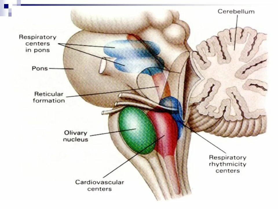 Сосудодвигательный центр продолговатого мозга. Ретикулярная формация сосудодвигательный дыхательный. Дыхательный и сосудодвигательный центры расположены в. Парабрахиальное ядро ствола мозга.