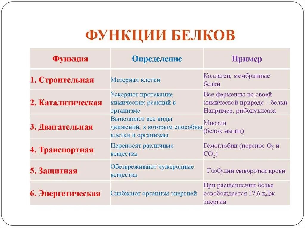 Белком выполняющим защитную функцию являются. Белком выполняющим защитную функцию являются