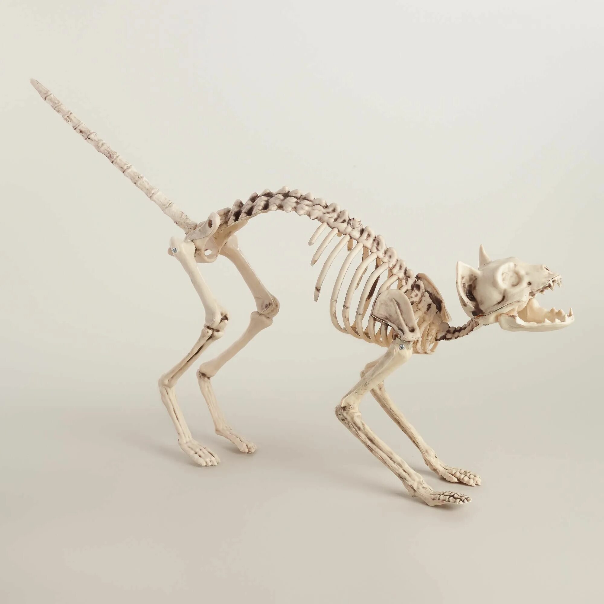 Кости скелета кошки. Хвост кота скелет. Костный скелет кошки. Скелет кошки анатомия. Скелет кошачьего хвоста.