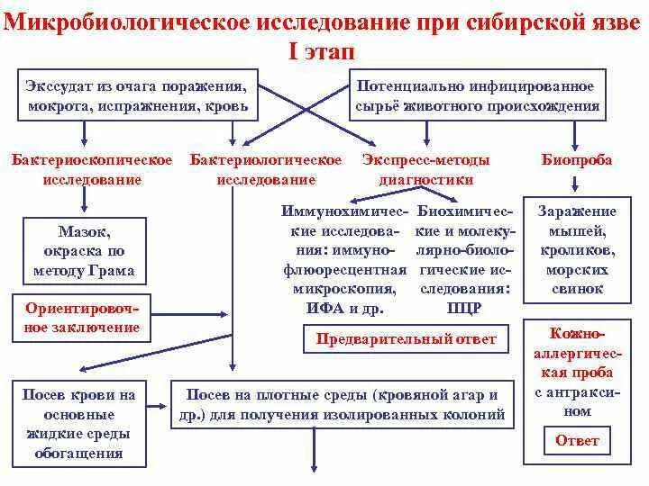 Диагноз сибирская язва. Схема лабораторной диагностики сибирской язвы. Метод микробиологической диагностики сибирской язвы. Биологический метод исследования сибирской язвы. Лабораторная диагностика при сибирской язве.