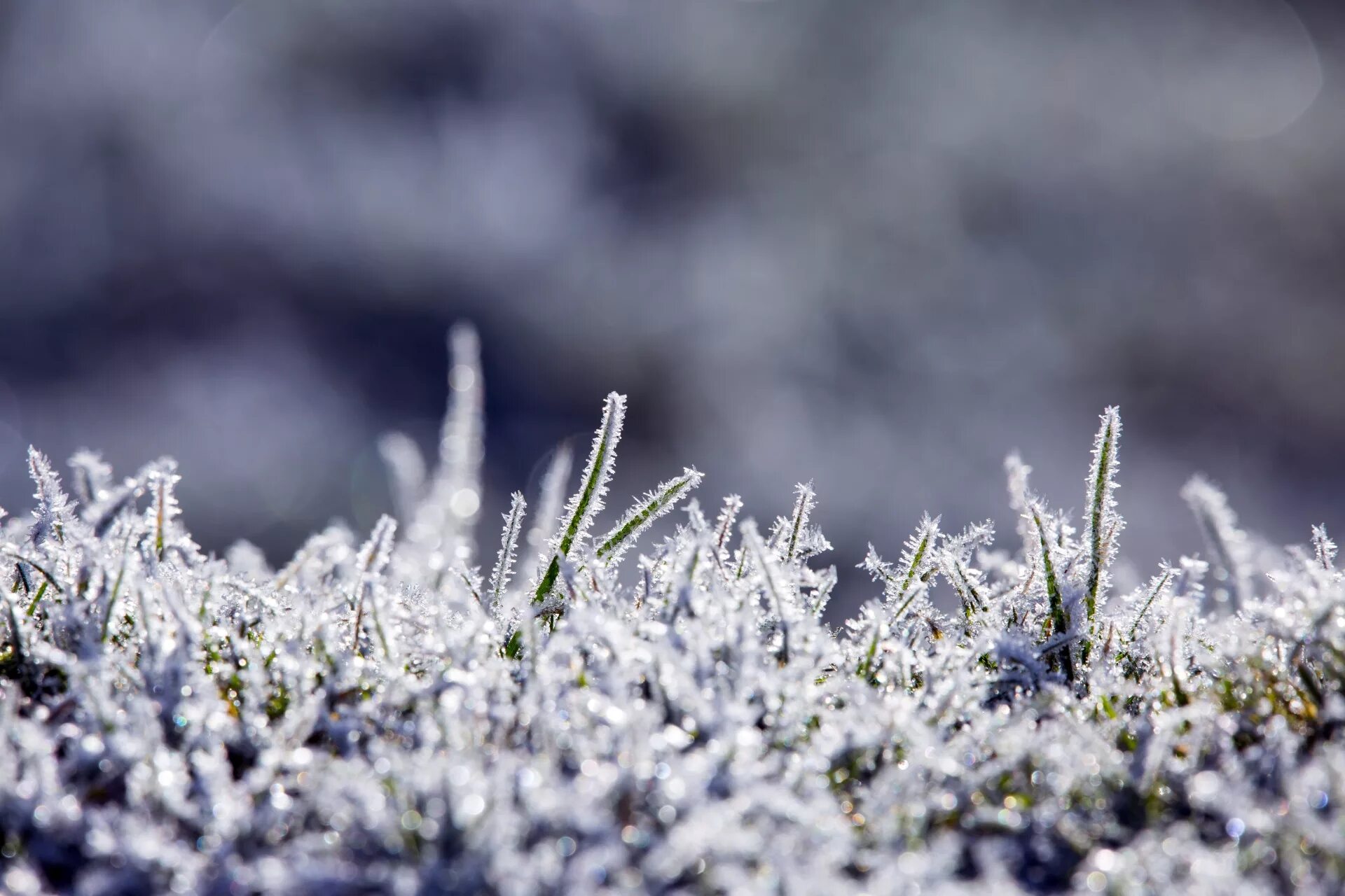 Растения под зиму. Трава зимой. Смесь хризантем первый снег. Подснежники в снегу. Растения зимой.