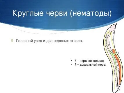 Какая нервная система у круглых