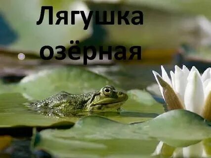 Среда жизни лягушки