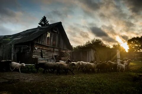 Современная сельская жизнь