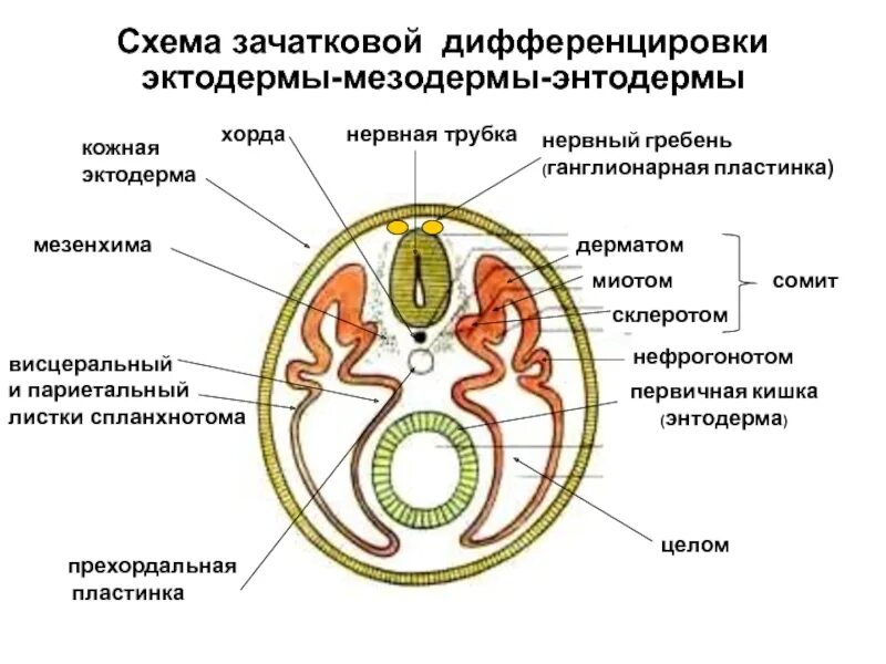 Схема зачатковой дифференцировки эктодермы-мезодермы-энтодермы. Схема дифференцировки мезодермы. Сомит и спланхнотом. Схема дифференцировки мезодермы амфибий.