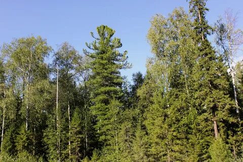 Сосна в тайге