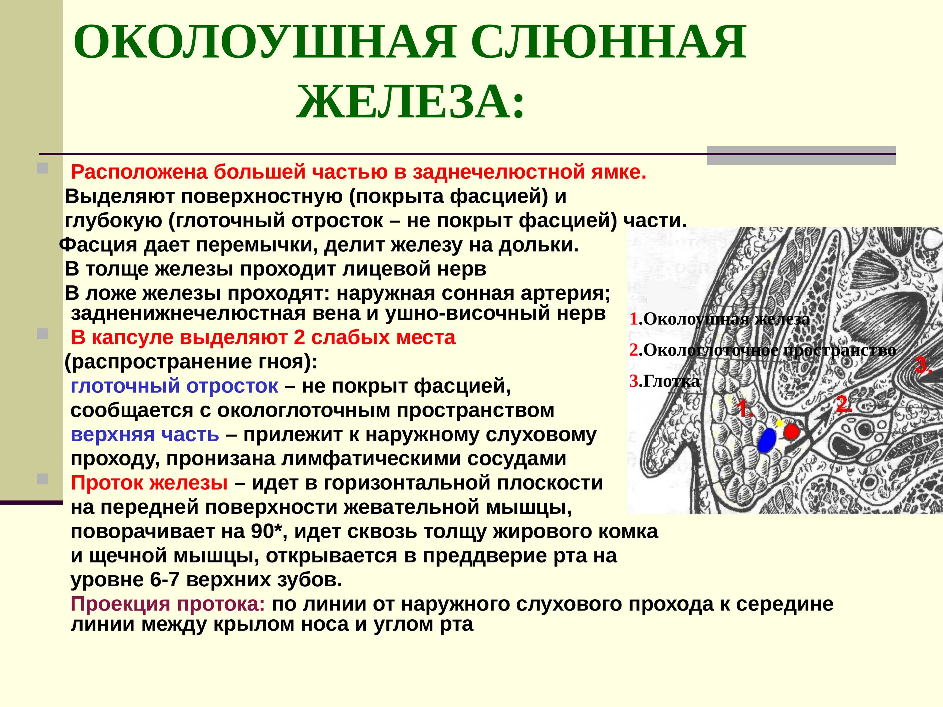 Околоушная слюнная железа топографическая анатомия. Околоушная слюнная железа анатомия топография. Околоушная слюнная железа по строению является. Топография околоушной слюнной железы. Околоушная железа является