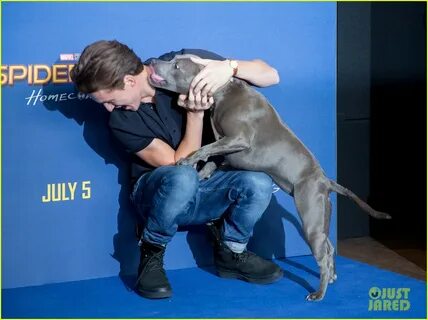 Full Sized Photo of tom hollands pet pooch steals the show at spider man ho...