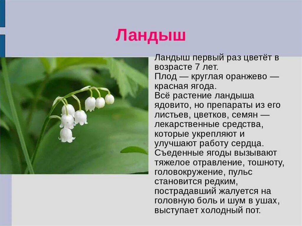 Объясните почему цветки ландыша. Доклад о растениях. Сообщение о ядовитых растениях. Ядовитые растения доклад. Небольшой доклад о растениях.