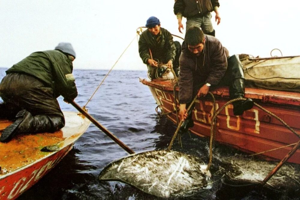 Рыбный промысел на севере. Рыболовство на севере. Ямал ненцы охота рыбалка. Традиционное рыболовство. Ямало-ненецкий автономный округ рыболовный промысел.