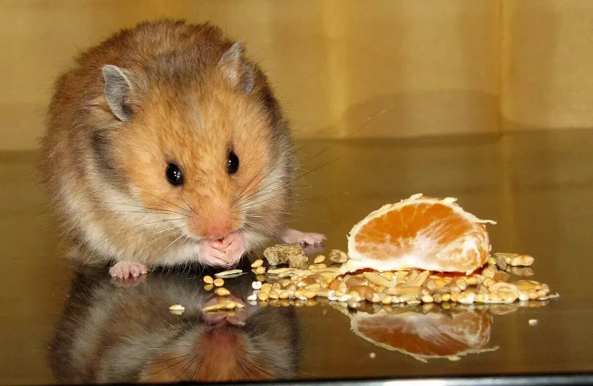 Домашние животные хомяк. Хомяк сирийский. Хомяк сирийский. Хомяки. Веселый хомяк.
