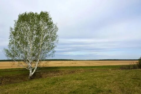 Солнце высоко под зеленой развесистой березой