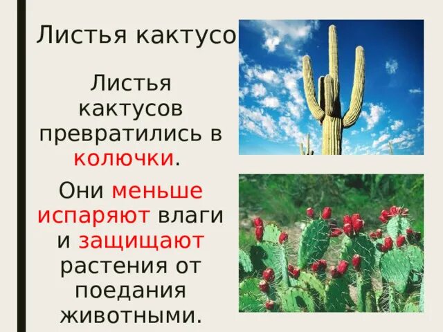Утрата листьев и превращение их в колючки. Утрата листьев и превращение их в колючки