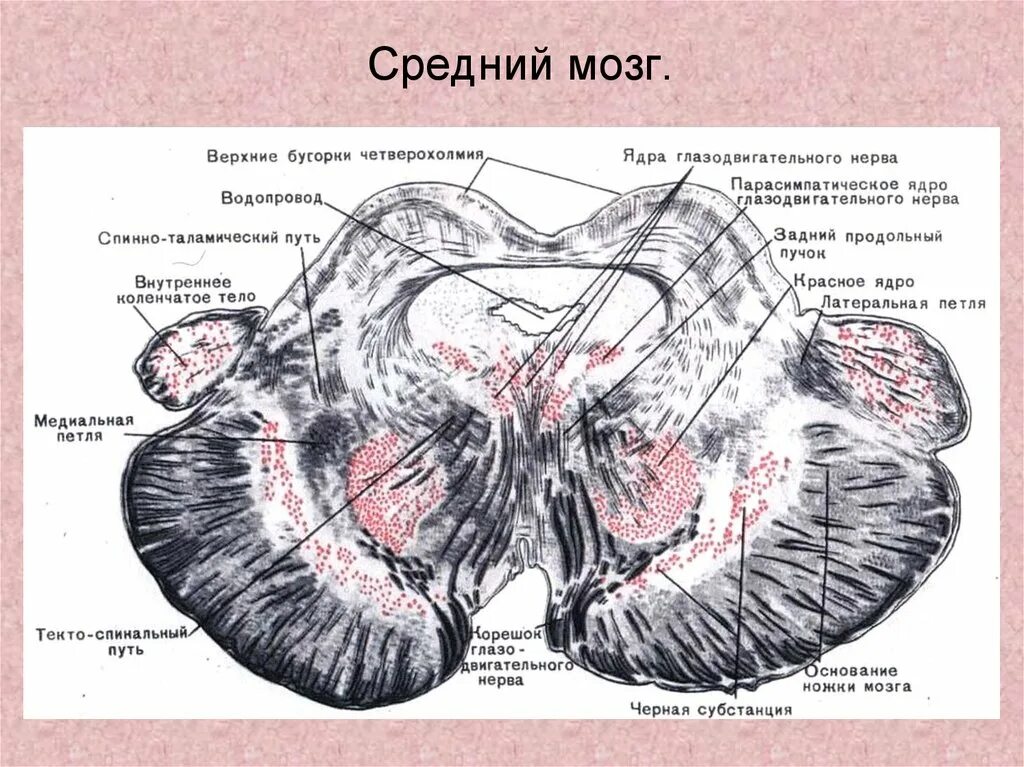 Область среднего мозга. Ядра четверохолмия среднего мозга. Крыша среднего мозга (пластинка четверохолмия). Средний мозг пластинка четверохолмия. Средний мозг крыша ножки водопровод.