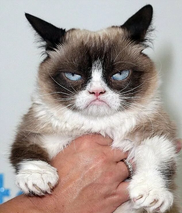 Хмурый кот. Грампи кэт порода. угрюмый кот тард. сердитый кот grumpy cat. кот породы тард.