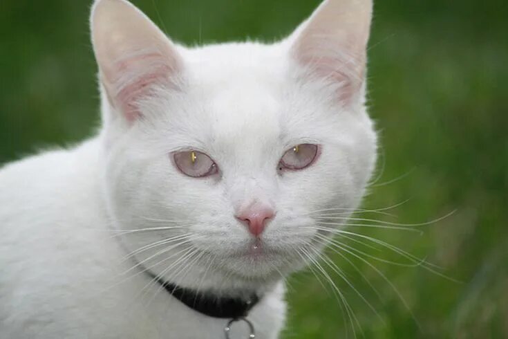 Настоящие коты альбиносы, глаза Albino cat, Pretty animals, Albino
