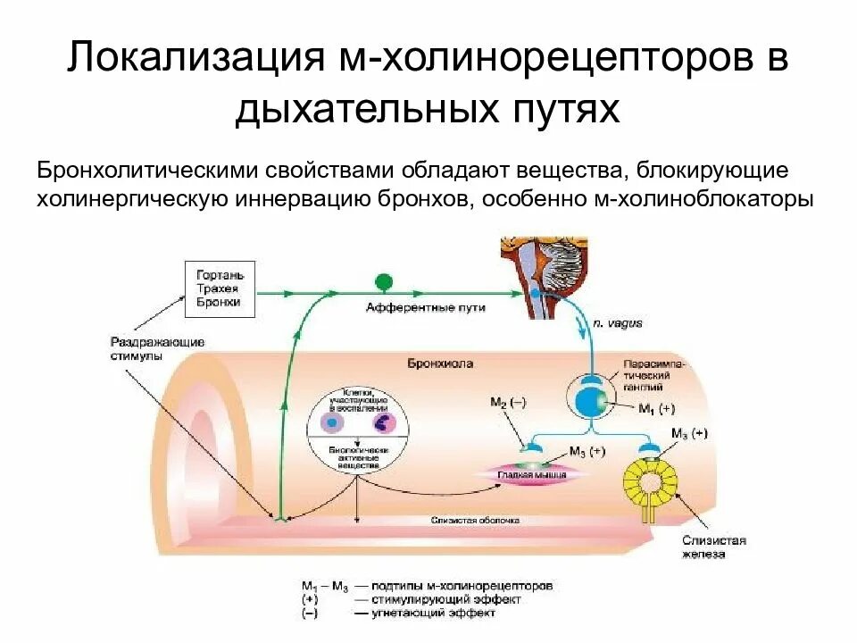 Локализация холинорецепторов. М3 холинорецепторы механизм действия. М3 холинорецепторы механизм. M2 холинорецепторы. М1 рецепторы.