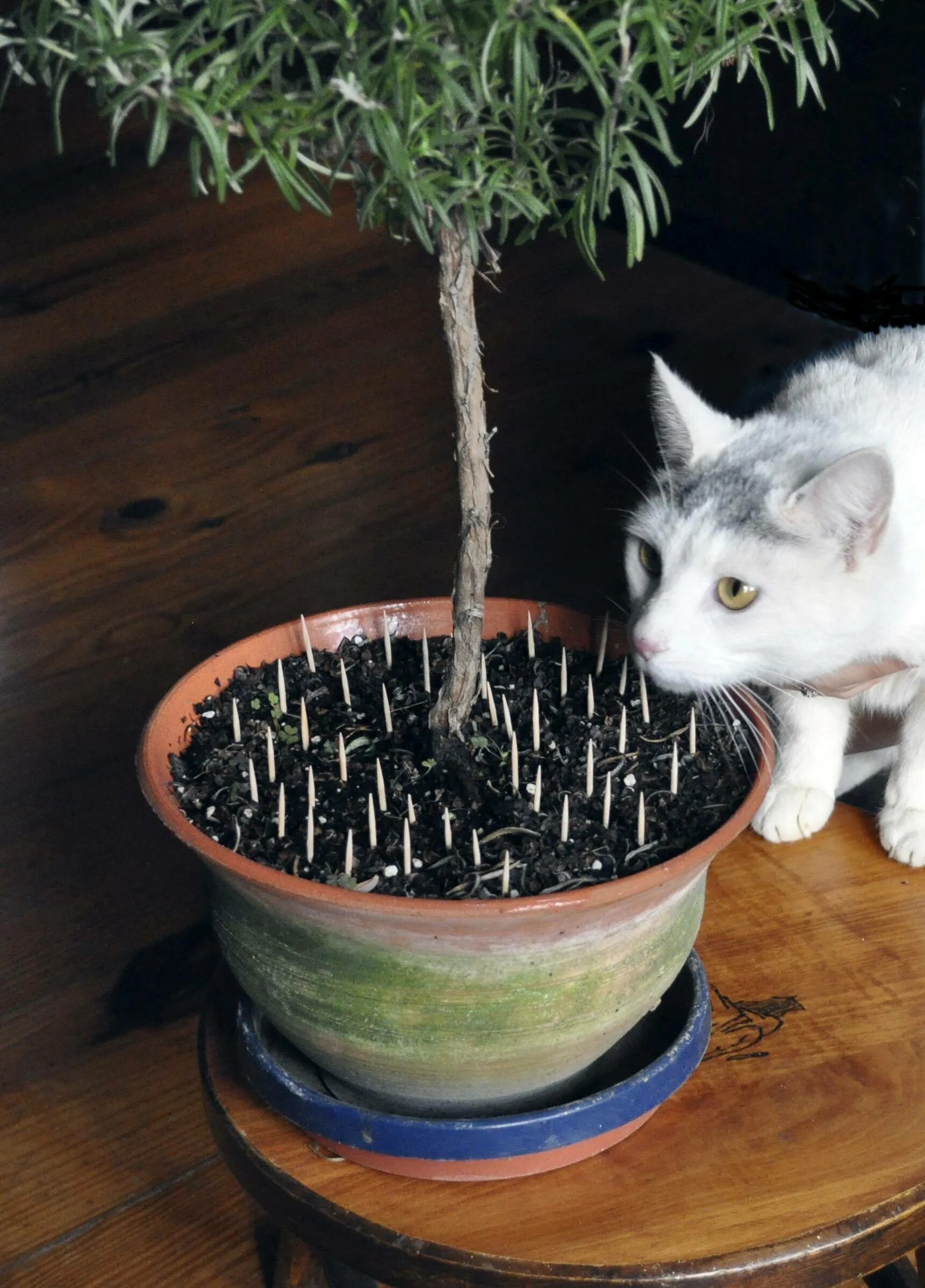 Как отучить кота по утрам