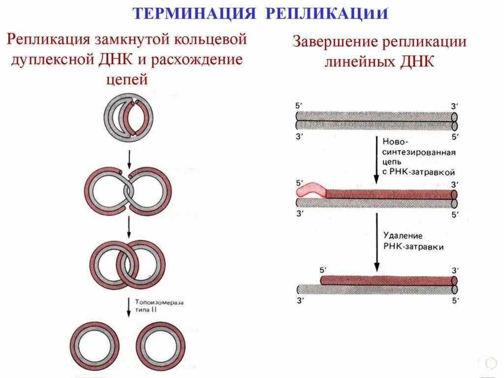 Этапы репликации терминация. Репликация ДНК биохимия этапы. Терминация процесса репликации. Репликация ДНК терминация процесс. 3 этапа репликации