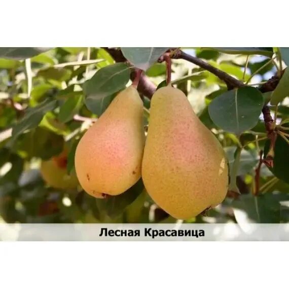 Груша катюша описание сорта фото отзывы Груша Память Жегалова саженцы купить в Москве по цене от 611 руб.