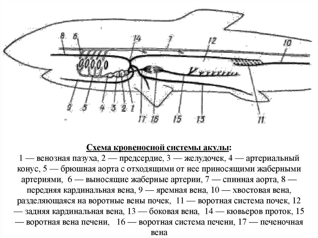 Схема кровеносной системы акулы Катран. Кровеносная система хрящевых рыб. Строение кровеносной системы акулы. Кровеносная система хрящевых рыб схема.