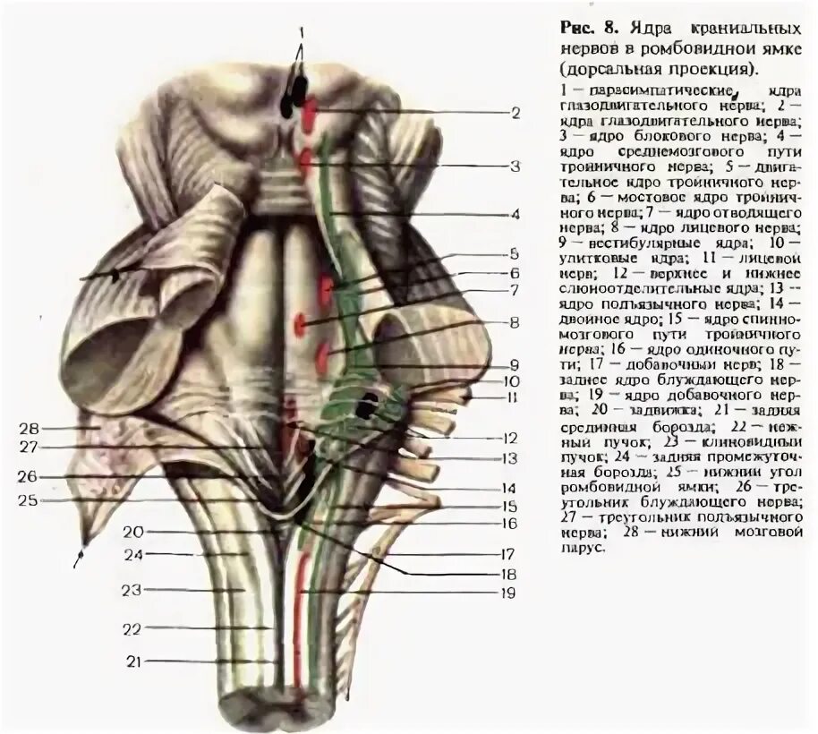 Ромбовидная ямка черепные нервы. Ядра черепных нервов схема. Проекция черепно мозговых нервов на ромбовидную ямку. Ядра черепных:нервов 4 желудочек. Ромбовидная ямка анатомия ядра.