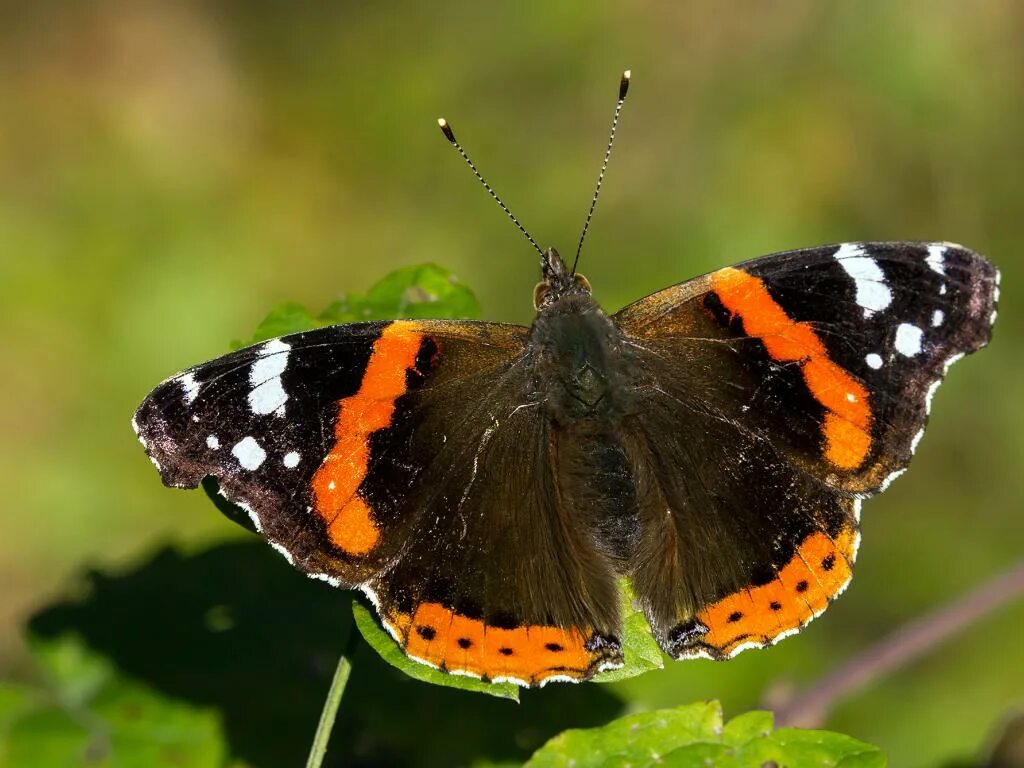 Бабочка адмирал в какой природной зоне. Red Admiral бабочка. Бабочка Адмирал конечности. Бабочка Адмирал миграция. Бабочка Адмирал на белом фоне.