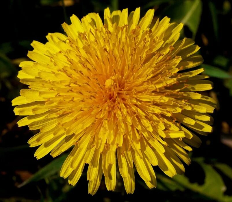 Papadie Plants, Flowers, Garden