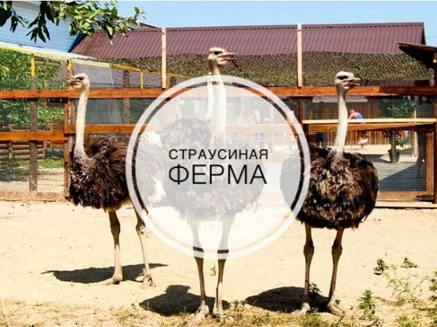 Ферма шартомский страус ивановская область. Страусиная ферма в шуйском районе. Страусиная ферма красавинский хуторок пермь. Ферма «шартомский страус». Страусиная ферма в шуйском районе.