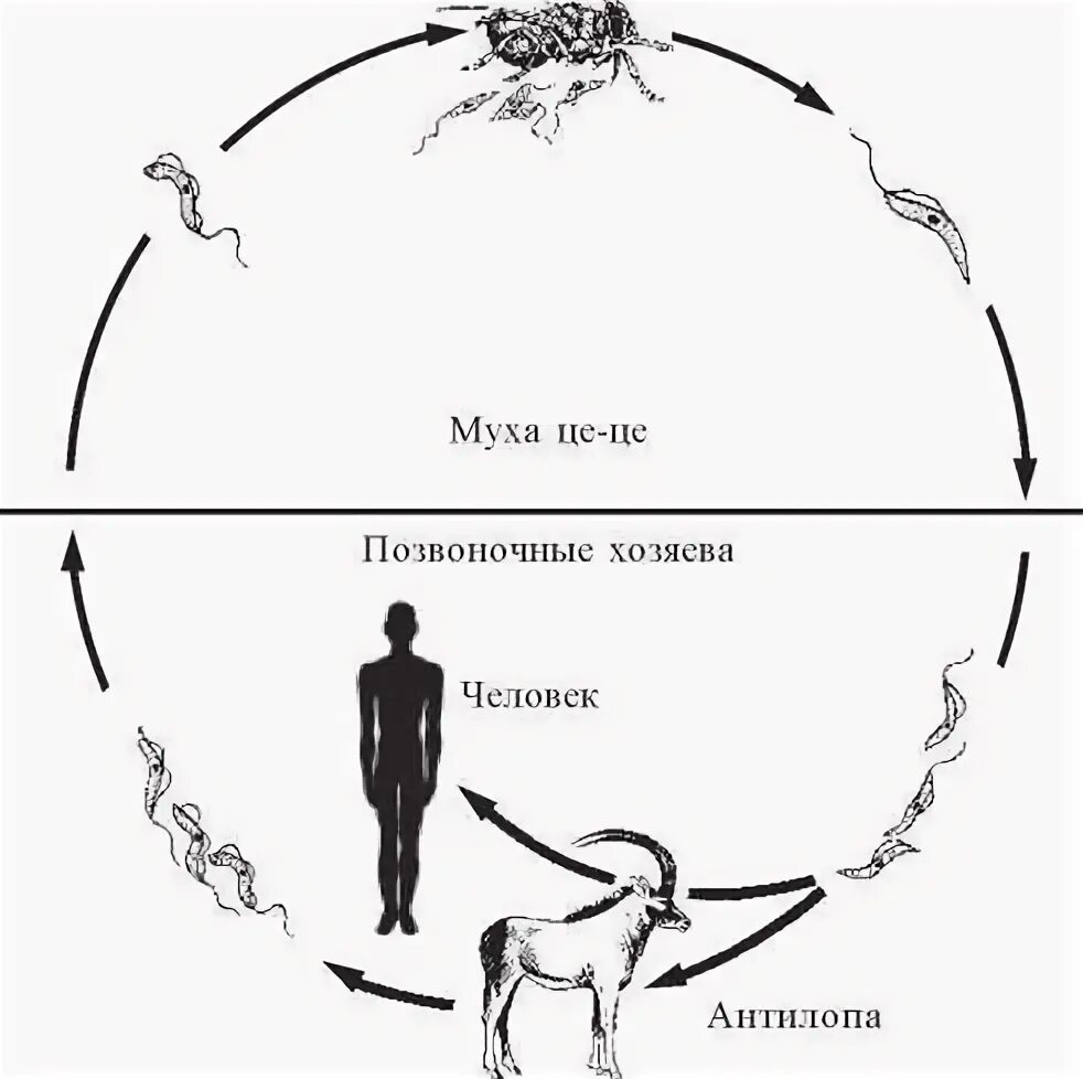 Trypanosoma rhodesiense жизненный цикл. Trypanosoma brucei жизненный цикл. Trypanosoma cruzi жизненный цикл. Жизненный цикл трипаносомы бруцеи. Основной хозяин муха цеце основной хозяин человек