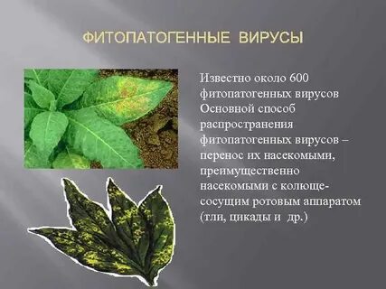Заболевание растений презентация