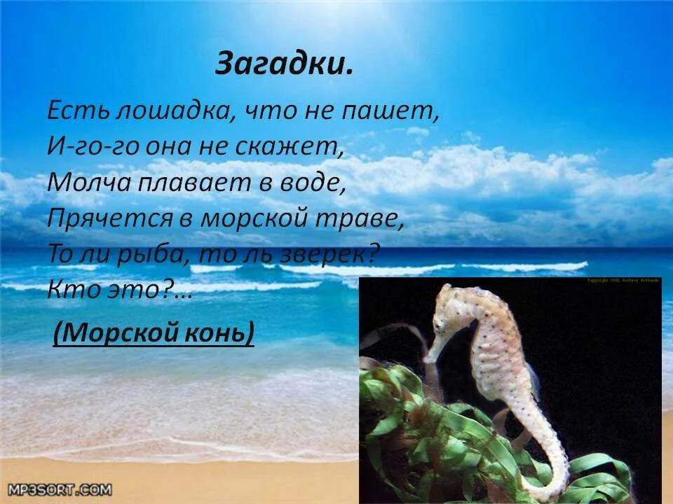 Загадки про морских обитателей. Загадки про морских обитателей для детей. Загадки про морских коньков. Загадки про морских обитателей для дошкольников. Загадка для малышей об морских обитателях.