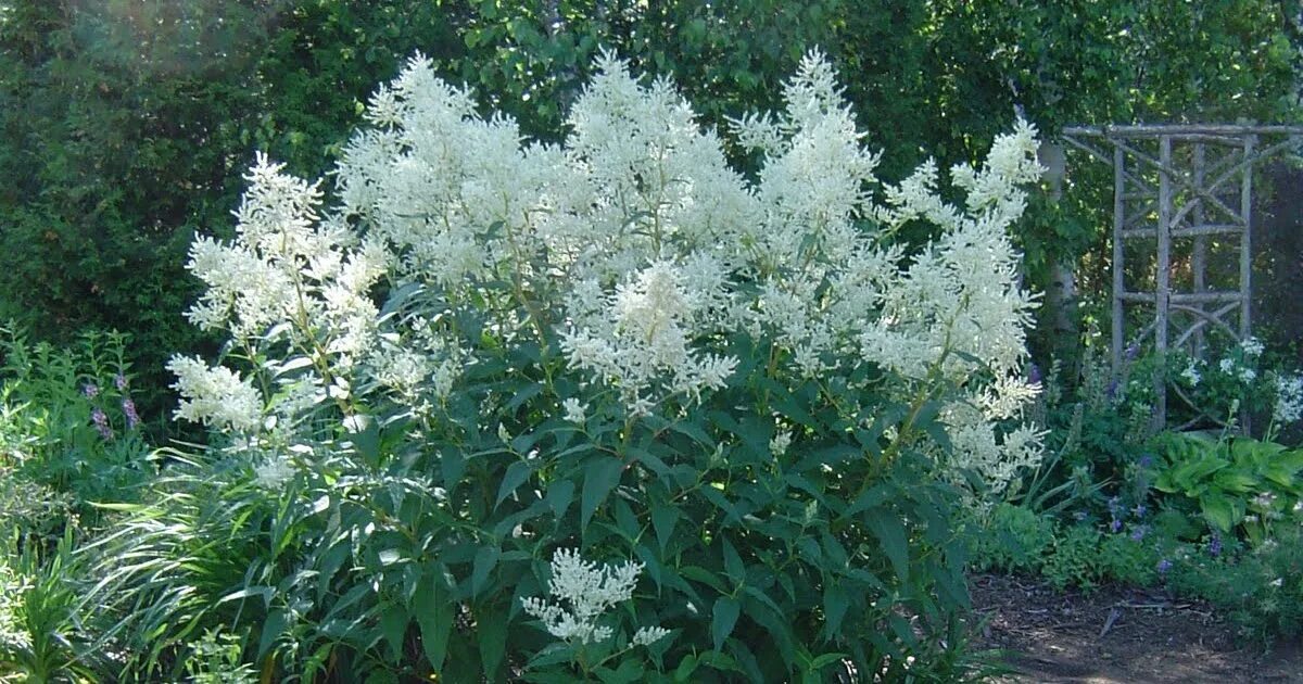 Горец изменчивый. Горец полиморфный. Persicaria polymorpha. Цветок Горец изменчивый.