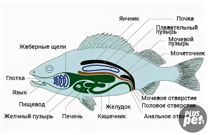 Плавательный пузырь щуки. Строение пищеварительной системы рыб. Схема пищеварительной системы рыб 7 класс. Пищеварительная система раб. Пищеварительные железы у рыб.