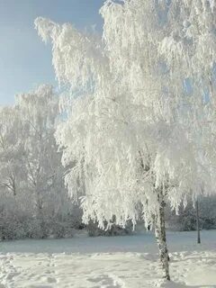 Белая береза стала