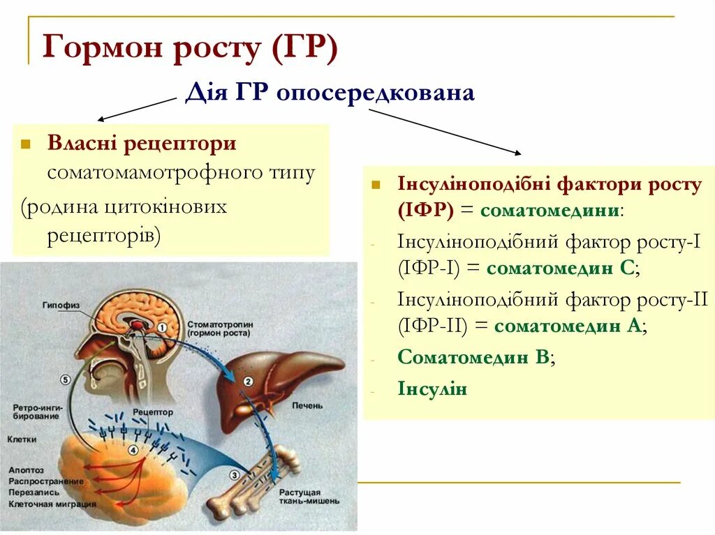 Гормон роста и печень. Соматомедин и соматотропный гормон. Гормон роста где. Гормон роста презентация. Железы выделяющие гормоны роста